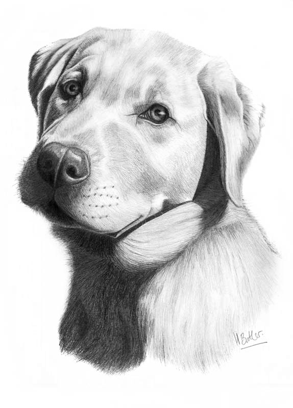 dog pencil portrait